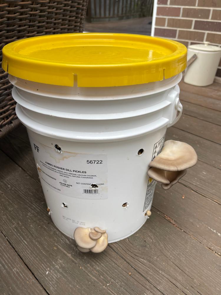 Organic Blue Oyster Mushroom Sawdust Spawn - Customer Photo From Michael