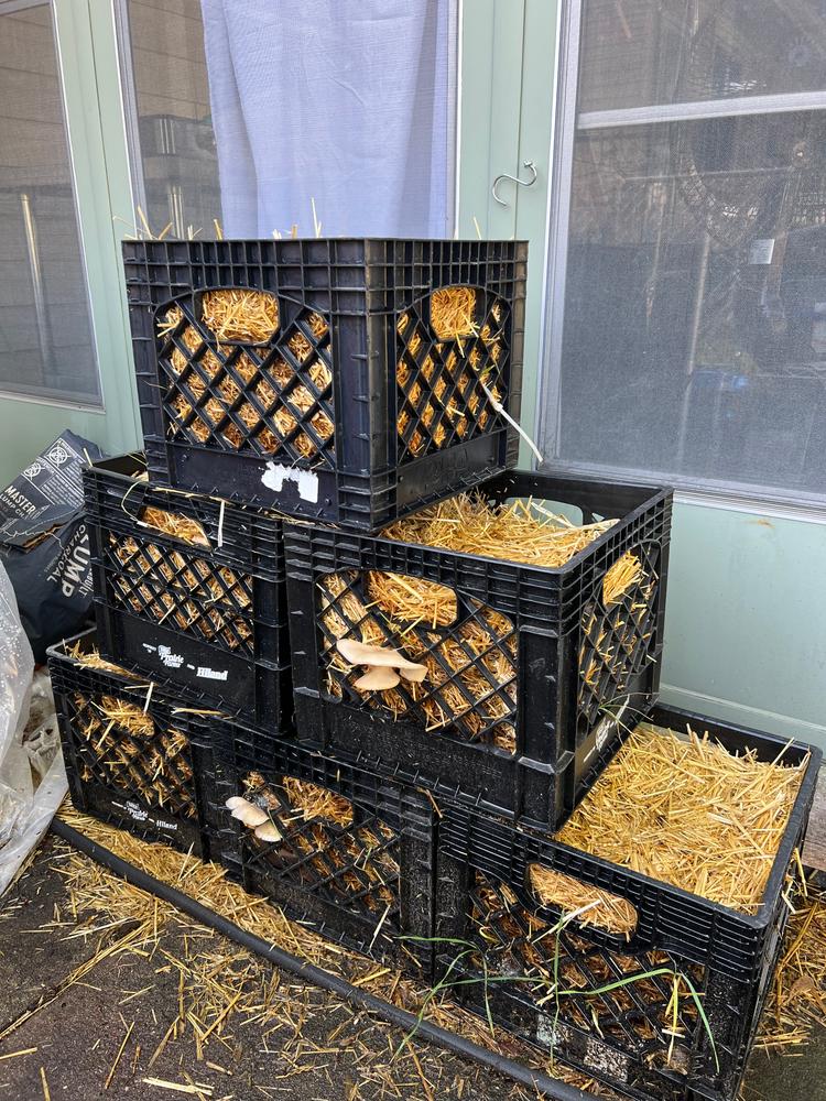 Organic Blue Oyster Mushroom Sawdust Spawn - Customer Photo From Jeff