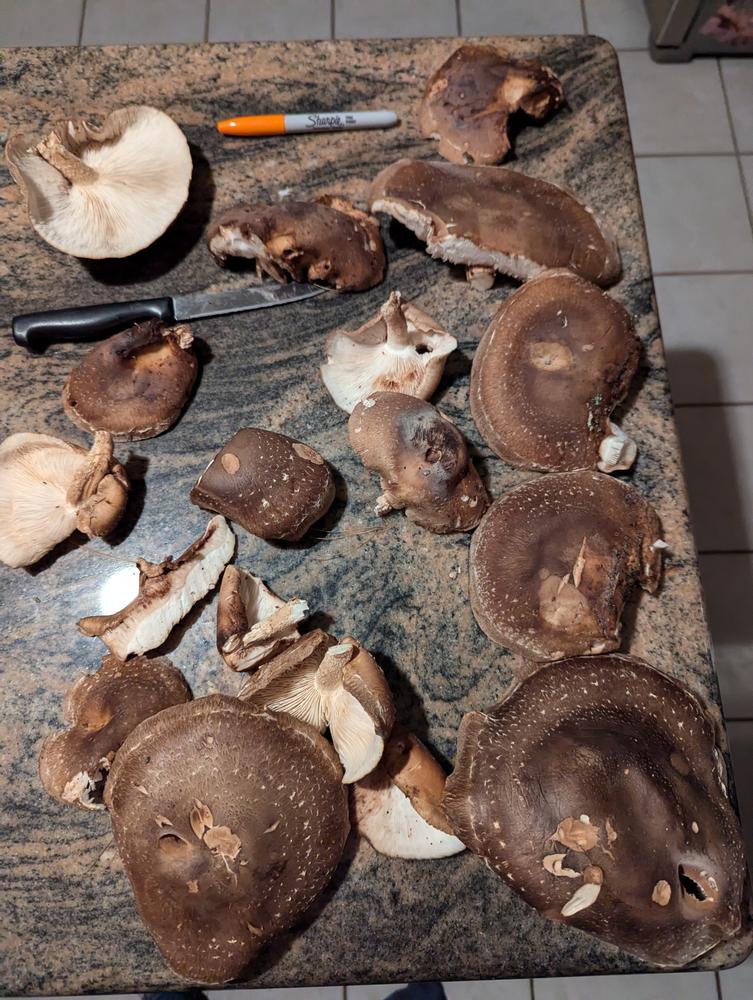 Organic Shiitake Mushroom Plug Spawn - Customer Photo From Bethany