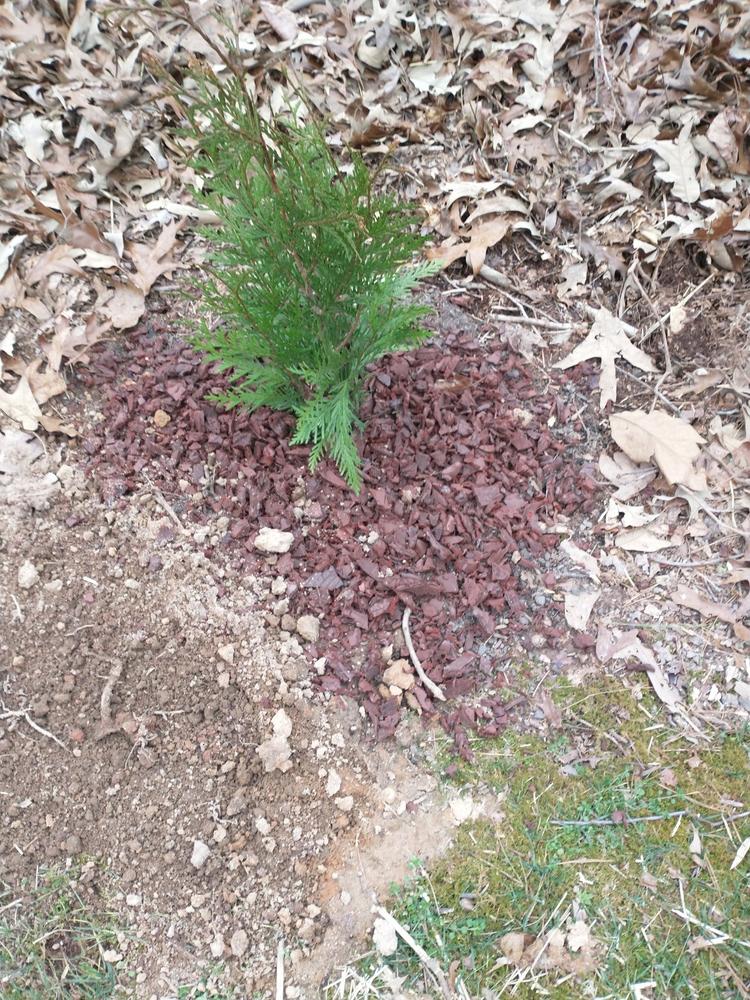 Thuja Green Giant Tree - Customer Photo From Anonymous