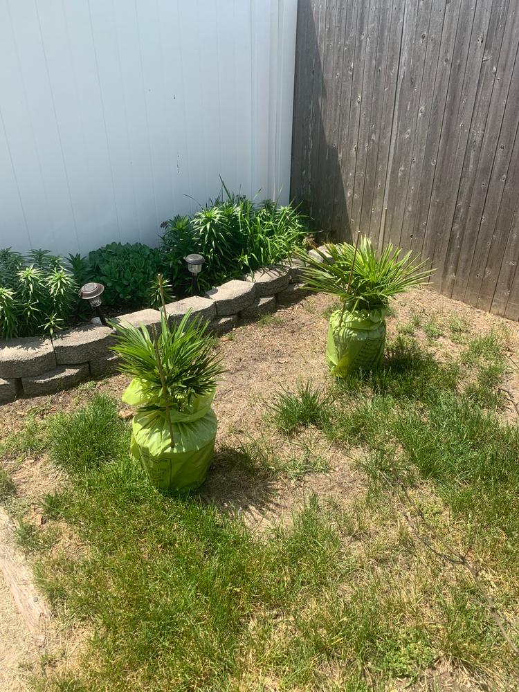 Windmill Palm Tree - Customer Photo From B