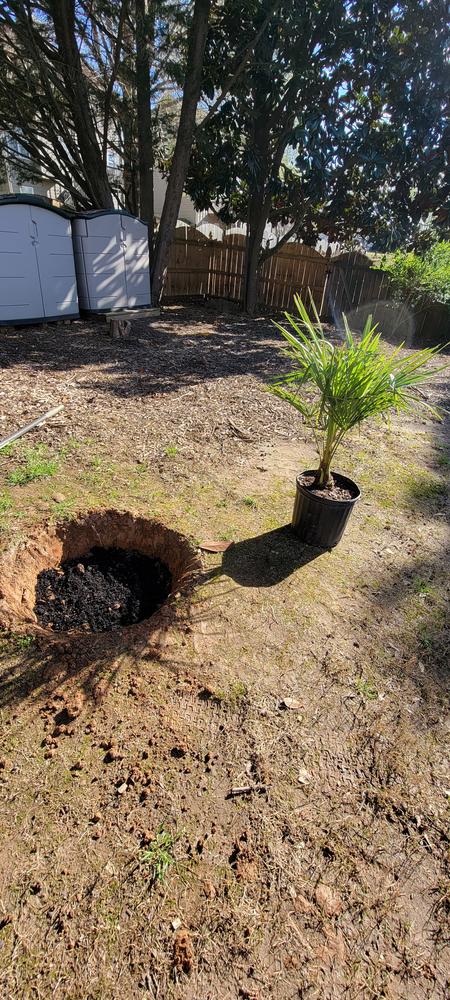 Windmill Palm Tree - Customer Photo From Tilae E Nunez
